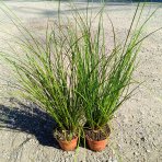 Ostrica Howardova (Carex howardii) ‘PHOENIX GREEN’- kont. P11